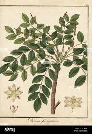 Image result for Brucea antidysenterica