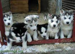 Indiana flag isolated on white background. Siberian Husky Puppies For Sale In Fort Wayne Indiana Gun Classifieds Gunlistings Org