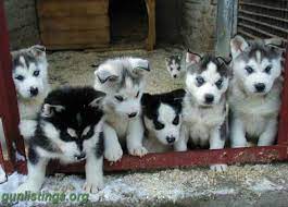 Penobscot county bangor, me 04401 map it. Siberian Husky Puppies Maine Off 63 Www Usushimd Com