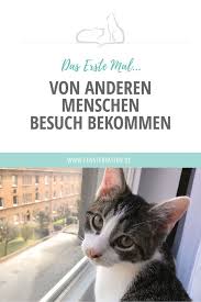 Besuch Bekommen Das Erste Mal Katzenkrankheiten Baby Katzen Katzenhaltung
