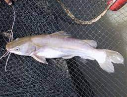 We did not find results for: Sekilas Mengenal Ikan Baung Mystus Nemurus Budidaya Ikan Ikan Hias Resep Ikan Gambar Dan Video