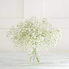Like lavender or catmint, baby's breath creates a charming to use the flowers in floral arrangements, cut them when half the blooms are open. Sainsbury S Gypsophila Bouquet Baby S Breath Sainsbury S