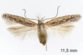 Image result for Scrobipalpula diffluella