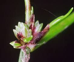 Image result for Isolepis costata