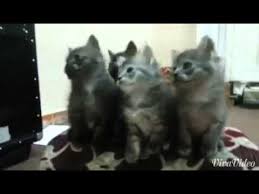 Lubang apa yang buat kita segar? Kucing Pandai Menyanyi Youtube