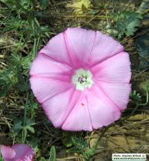 Image result for Convolvulus goyderi