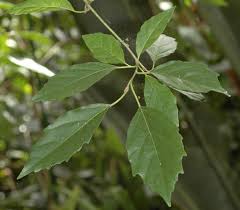 Image result for Cordia monoica