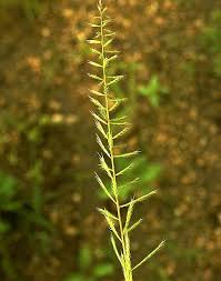 Image result for Dinebra