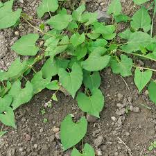 Image result for Fallopia convolvulus