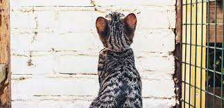 Cats are, indeed, mysterious creatures. Why Is My Cat Staring At The Wall My Pet Needs That