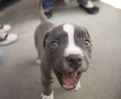 hhhhhhhhiiiiiiiiiiiiiiiiiiii funny animal pictures cute puppies cute animals