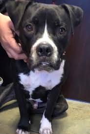 6 Month American Pitbull Terrier Black And White Pin On Pups And All Precious Animals That Need Help