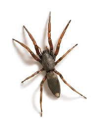 Australian Spiders The 10 Most Dangerous Australian