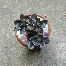 This succulent has a very thick epicuticular wax coating, giving it a distinctive frosty white texture. Echeveria Dark Moon Echeveria Dark Moon In Gardentags Plant Encyclopedia