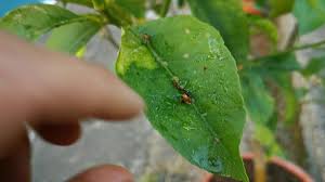 Also i've been scraping black scale off the. How To Manage Citrus Scale Insects Youtube
