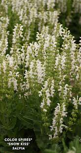 Color Spires Snow Kiss Perennial Salvia Salvia Hybrid Proven Winners In 2021 Perennials Colorful Perennials Plants For Pollinators