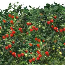 Feb 05, 2017 · spring is on the horizon, and the time has come to think about feeding your plants. Mighty Mini Cherry Tomato Seed Pod Kit 9 Pod