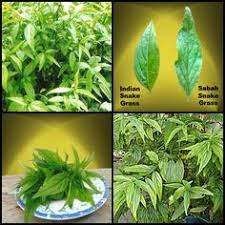 Clinacanthus nutans (burm.f.) lindau is an herbaceous plant that has long been used for traditional medicinal purposes in asia. Julie Tong Julietong60 Profile Pinterest