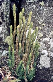 Image result for Huperzia saururus