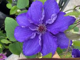 Image result for Clematis simensis