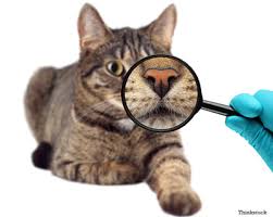 The following is a list of common causes of cat sneezing: 5 Tricky Conditions You Might Think Are Hairballs