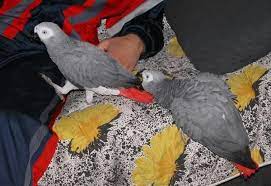 Pin On Pretty Bird