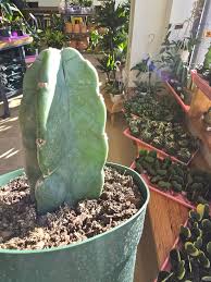 Image result for Cereus jamacaru