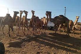 How long will it take to learn how to sing? Camel Transports Animals Angels