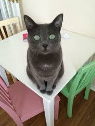 Black And White Siamese Cat Mix Russian Blue Siamese Mix