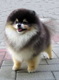 Cute Black And Brown Pomeranian Pin By Karyn Wheeler On Dog Pomeranian Pomeranian Puppy Puppies Pomeranian