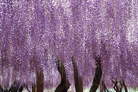 We did not find results for: Weeping Willows Wisteria Trellis Beautiful Flower Tattoos Purple Trees