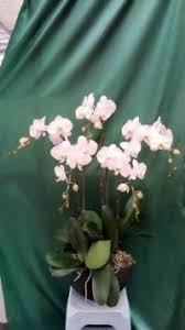 To continue helps on allergy glove wearer to have. Orchid Phalaenopsis Malaysia Fresh Delicate Beauty