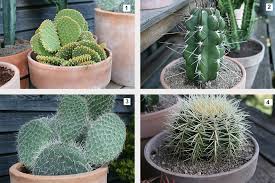 Making your own soil mixture ensures the plants receive the proper drainage necessary for healthy growth. Easy Care Urban Jungle Cacti And Other Succulents The Herb Cottage