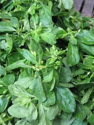 Let this sit for 15 minutes while you cut the other ingredients. Living With Nature School On Blog By Dr Abercio V Rotor Covid 19 Home Project 6 Discover Wild Food Plants