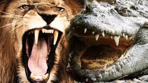 En Inanilmaz 10 Hayvan Kavgasi Most Amazing 10 Animal Fights Youtube