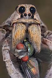 Favorite Spider Wolf One Of My Jobs Years Ago Wolf Spider Spider Weird Creatures