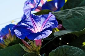 Image result for Ipomoea venosa