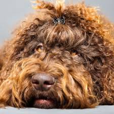 Aws, american brown spaniel, american brown water spaniel. 14 Curly Haired Dogs That Ll Have The Same Do As You In 2020 Dogs Curly Coated Retriever Portuguese Water Dog