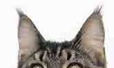 Perhaps the ear tufts serve no purpose. What Breeds Are In Our Cat Look At The Ears
