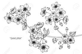 Cherry blossom procreate brushes full set. Cherry Blossom Flower Drawing And Sketch With Black And White Royalty Free Cliparts Vectors And Stock Illustration Image 89406273
