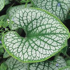 Image result for Sebaea brachyphylla