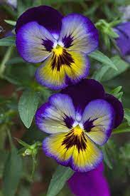 Pin On Flowers