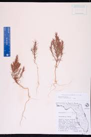 Image result for Polycarpaea corymbosa