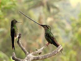Meet The Sword Billed Hummingbird In 2020 Hummingbird Bird Animals