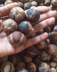 Image result for Thespesia garckeana