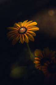 Unique Flower Photography Unlike Anything You Ve Seen Before Flowers Photography Unique Flowers Flowers