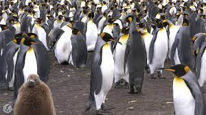 King Penguins And Their Vocalizations Penguins International