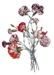 Vintage Flowers Jpg 3 075 4 200 Pixeles Flower Drawing Flower Illustration Botanical Flowers