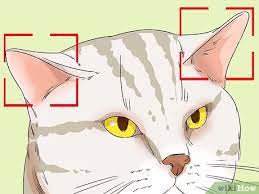 Check spelling or type a new query. 3 Ways To Identify An American Shorthair Cat Wikihow