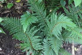 Image result for Polystichum sinense